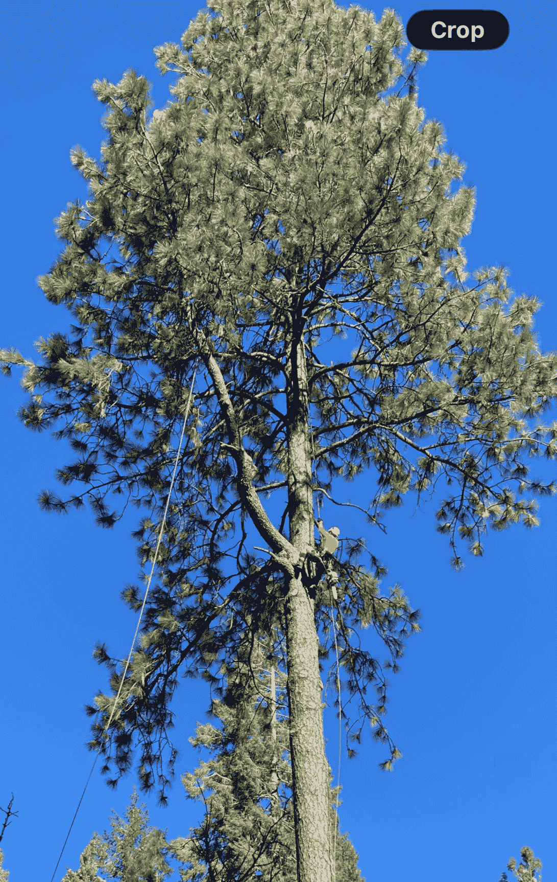 Planning and supervising tree protection during construction to preserve landscape integrity. Construction & Tree Protection Our Expertise Reports, tree risk assessments, inventories, appraisals, expert witness, construction/tree protection. ASCA lists him as an ISA Certified Arborist and Board Certified Master Arborist. ISA Certification: WE-1877B
Services:
Expert Witness Services
Tree Inventories
Appraisals of Tree Value/Loss
TRAQ – Tree Risk Appraisal Qualified
Demonstrations and lectures – Pruning, Safety, Training
Contract Preparation and Supervision
Tree Management for Golf Courses, Communities, HOAs
Clearly Written Reports that Fit your Project Needs
Affiliations shown:
ISA Qualifications
International Society of Arboriculture
American Society of Consulting Arborists
ISA Board Certified Master Arborist Planning and supervising tree protection during construction to preserve landscape integrity. Construction & Tree Protection Our Expertise Reports, tree risk assessments, inventories, appraisals, expert witness, construction/tree protection. ASCA lists him as an ISA Certified Arborist and Board Certified Master Arborist. ISA Certification: WE-1877B
Services:
Expert Witness Services
Tree Inventories
Appraisals of Tree Value/Loss
TRAQ – Tree Risk Appraisal Qualified
Demonstrations and lectures – Pruning, Safety, Training
Contract Preparation and Supervision
Tree Management for Golf Courses, Communities, HOAs
Clearly Written Reports that Fit your Project Needs
Affiliations shown:
ISA Qualifications
International Society of Arboriculture
American Society of Consulting Arborists
ISA Board Certified Master Arborist