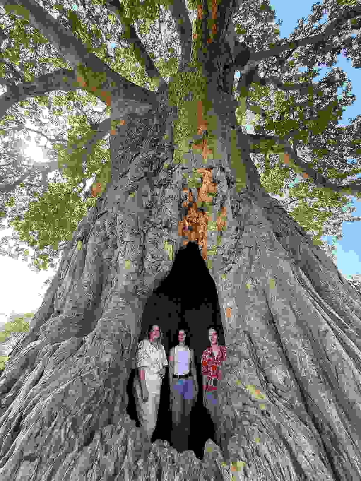 Section image