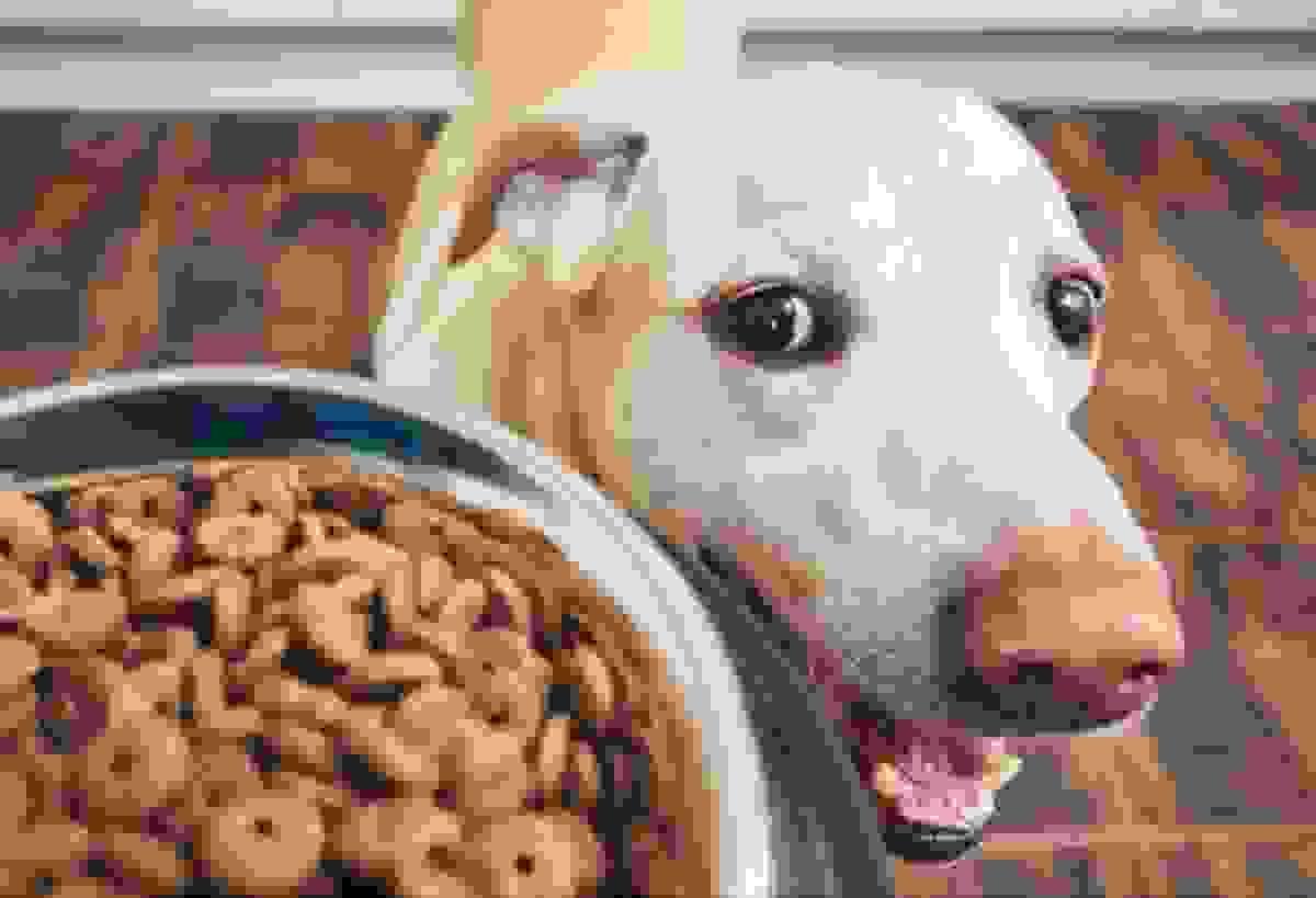 A pet owner measuring their dog’s food in a bowl, looking thoughtful.