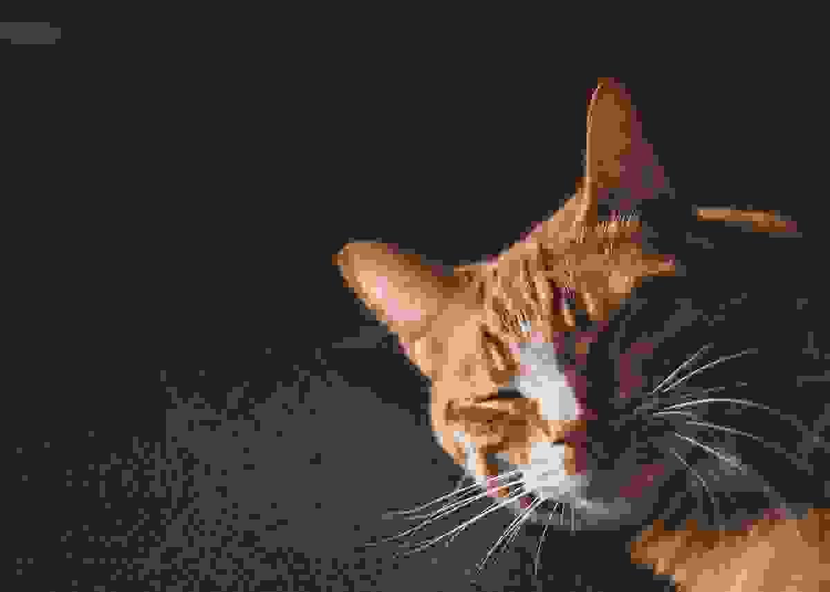 A cat blinking 