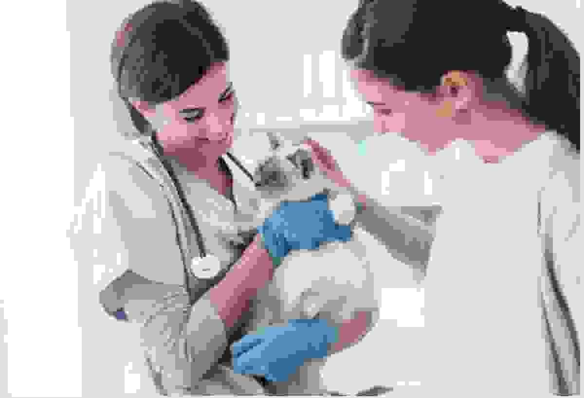 A vet examining a healthy-looking dog while the owner looks reassured 