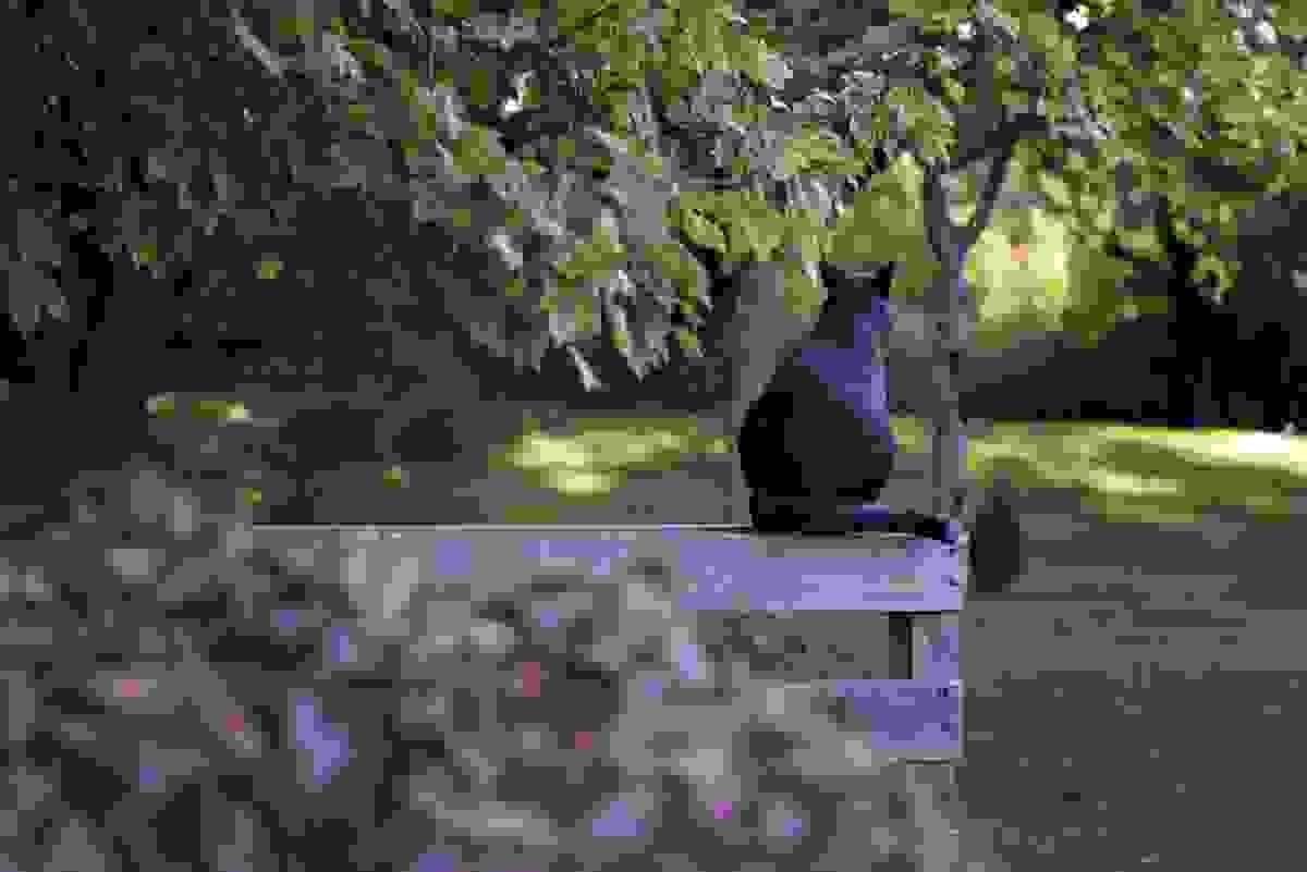A cat sitting on a fence 