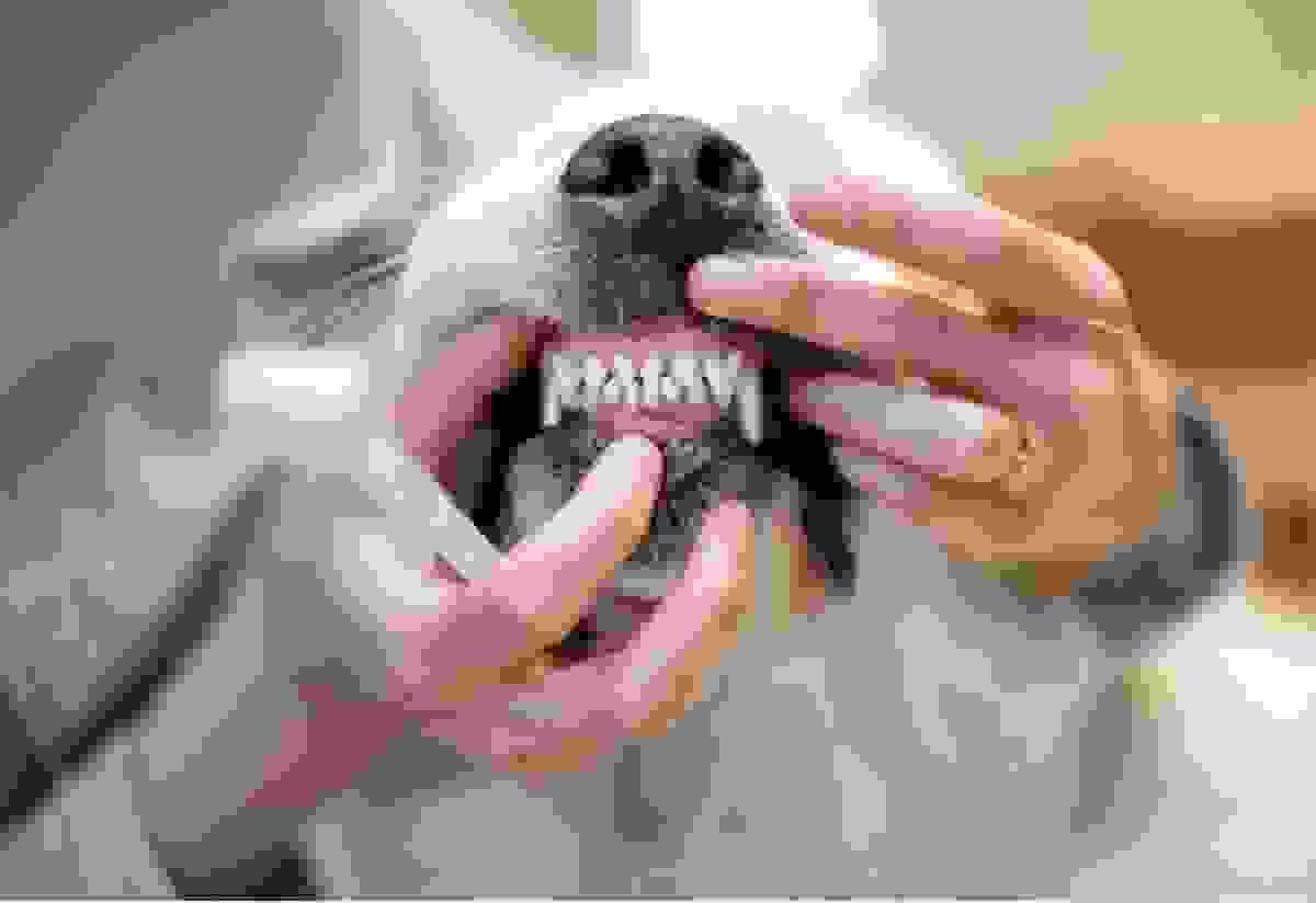 A pet owner brushing dog's teeth