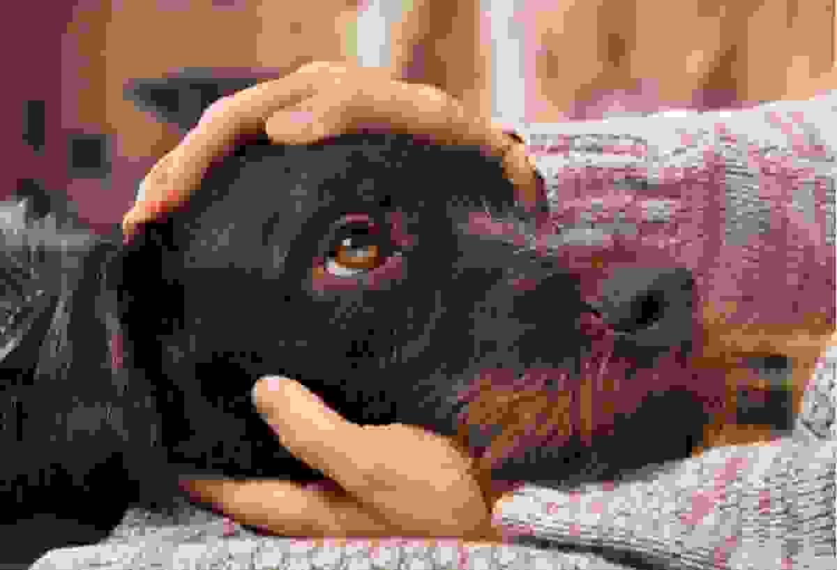 Dog sitting beside owner and staring at them with expressive eyes
