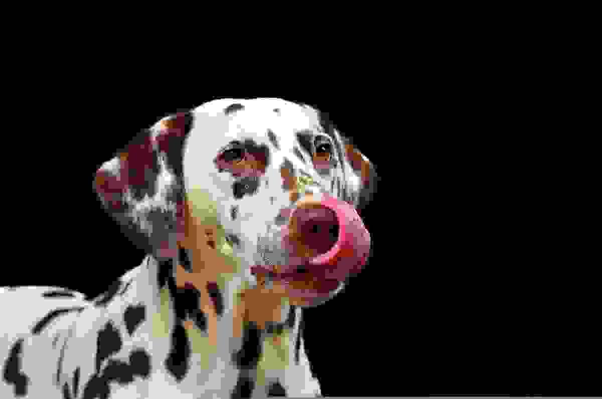 A dog licking lips