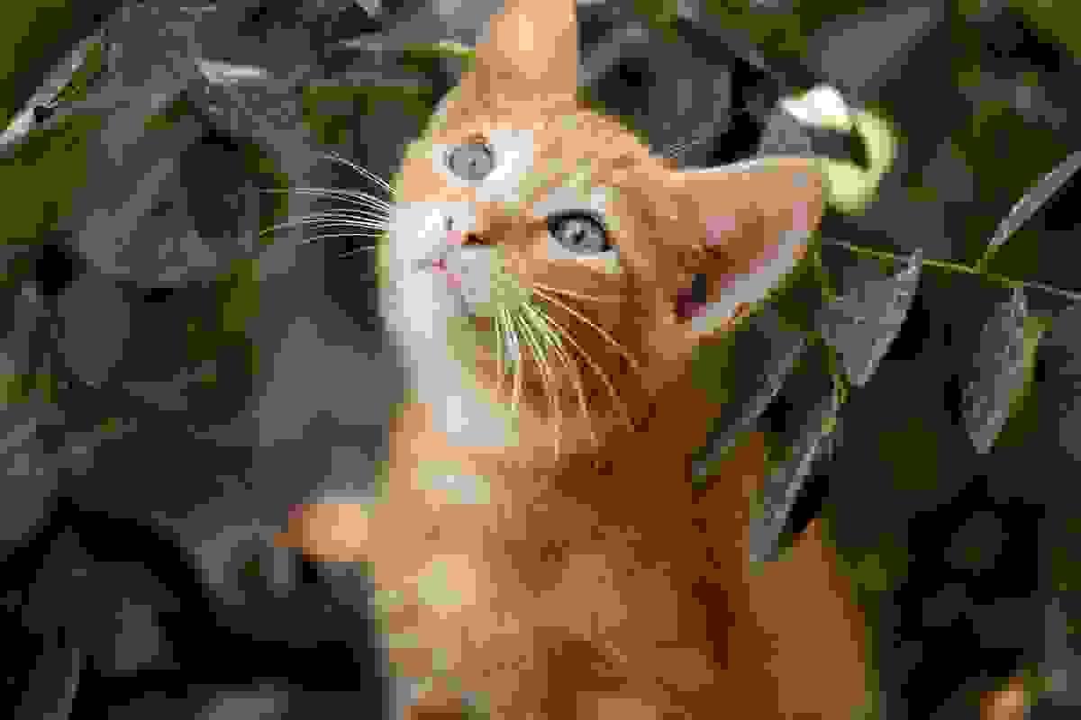 An adorable orange kitten 