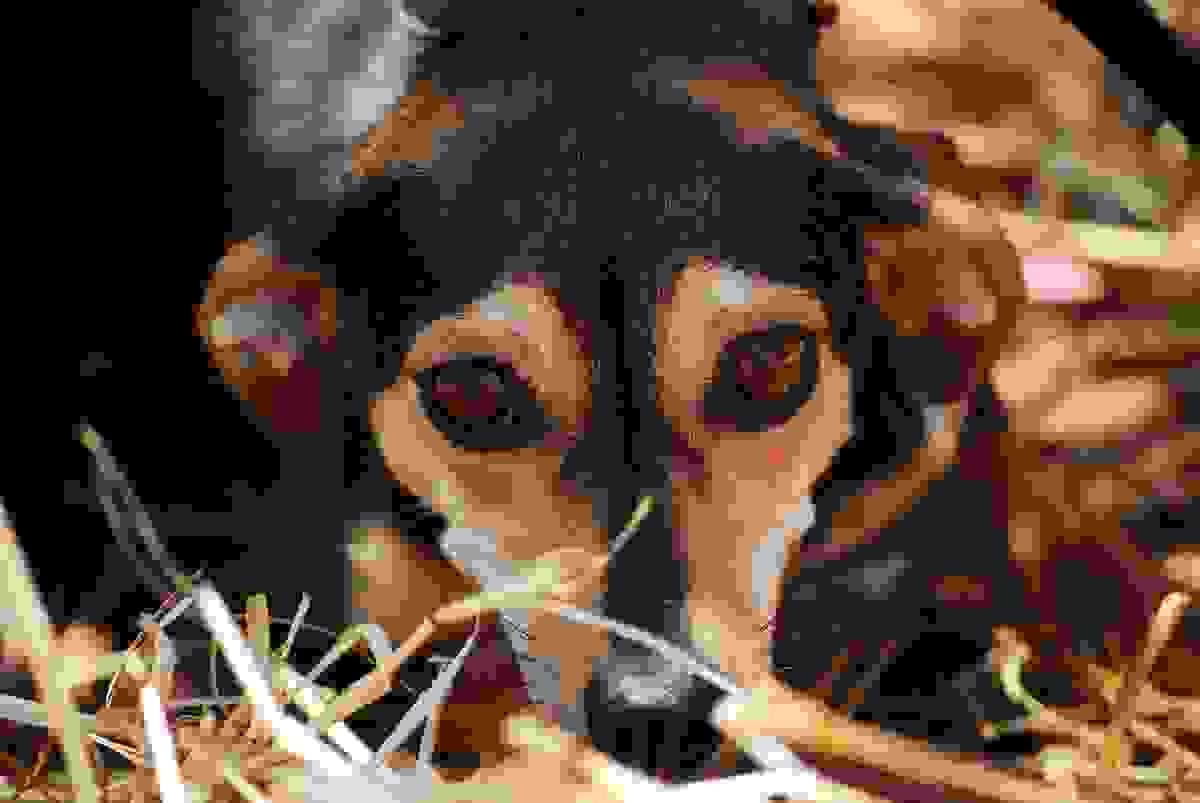 A dog with ears pinned back tightly showcasing fear, stress or anxiousness 