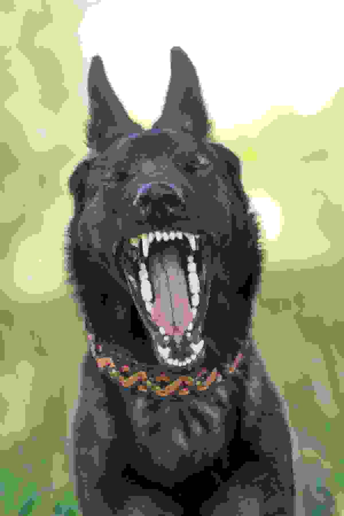 A dog yawning heavily
