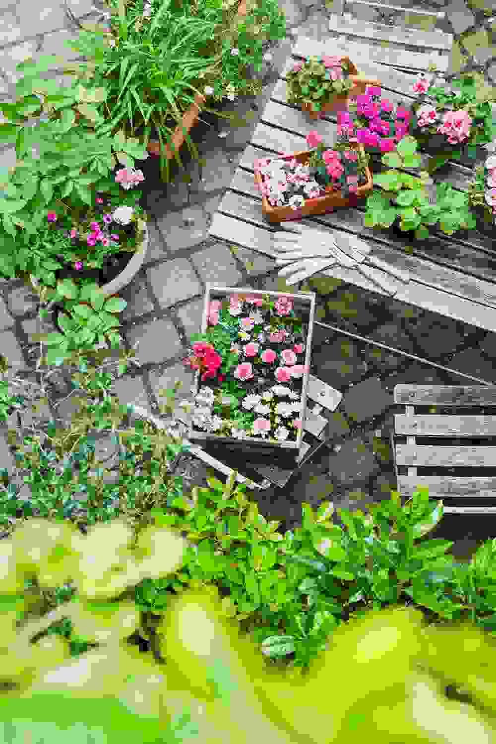 Pink flowers and gardening gloves in a potted flower garden - dementia care training