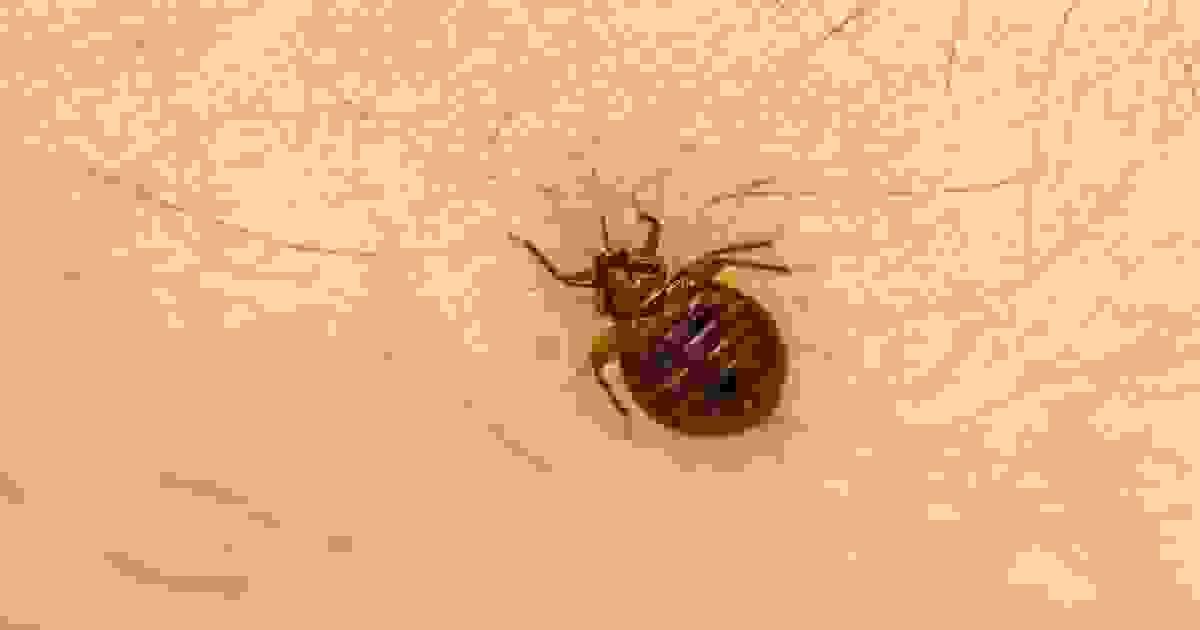 Image showcasing How to Get Rid of Bugs in a House with These Easy Steps