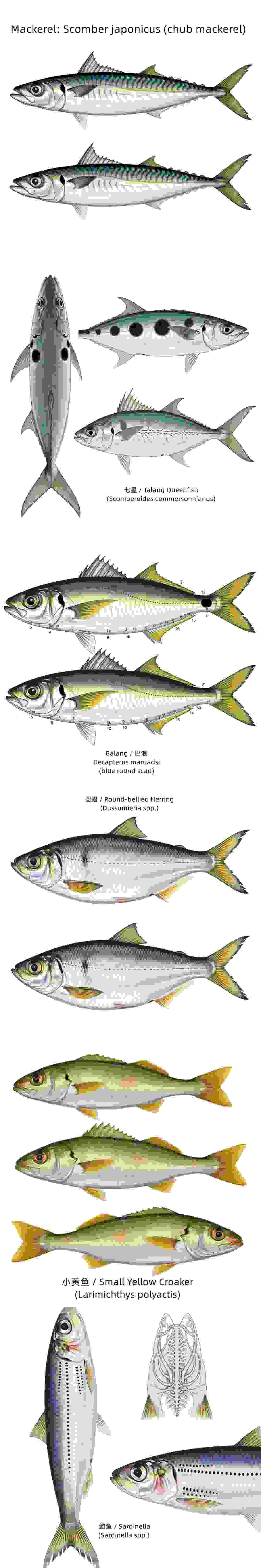 Comparison chart of different fish species in canned fish products