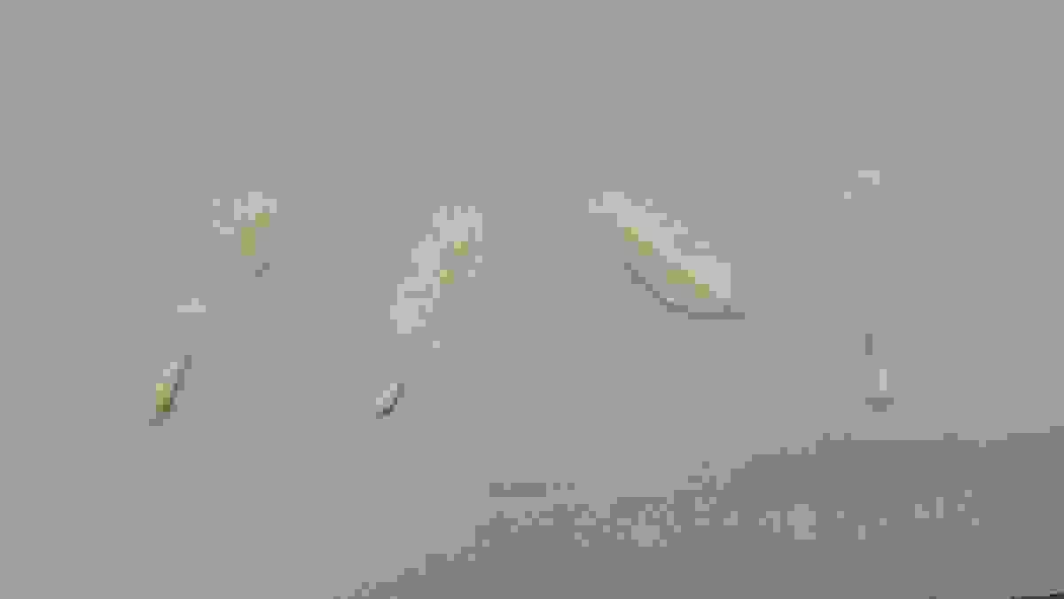 broken image