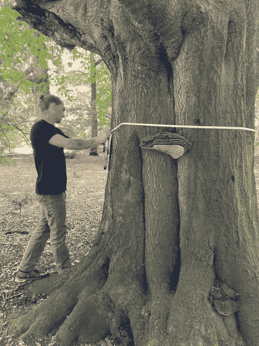 arborist measuring beech tree for a tree survey in norfolk arborist measuring beech tree for a tree survey in norfolk