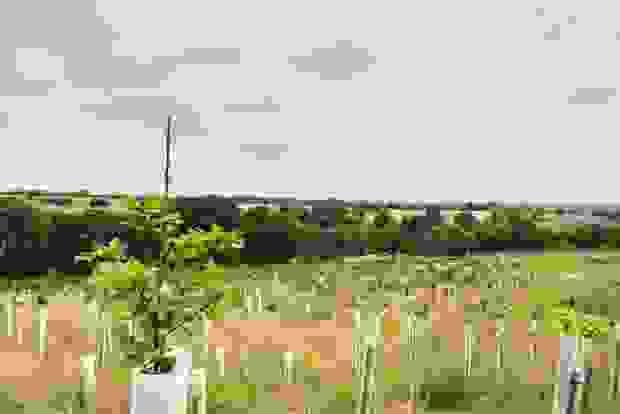 a newly planted mixed native woodland in norfolk a newly planted mixed native woodland in norfolk