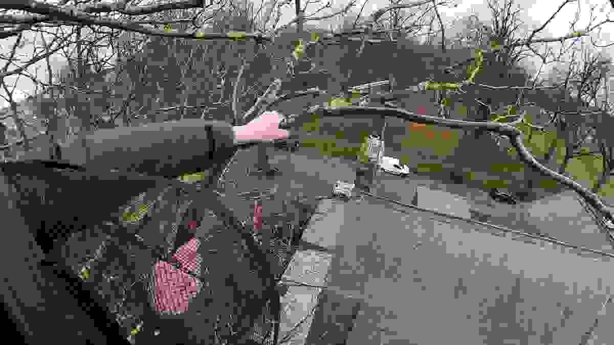 Tree Surgeon in Norfolk Pruning a sycamore Tree Surgeon in Norfolk Pruning a sycamore