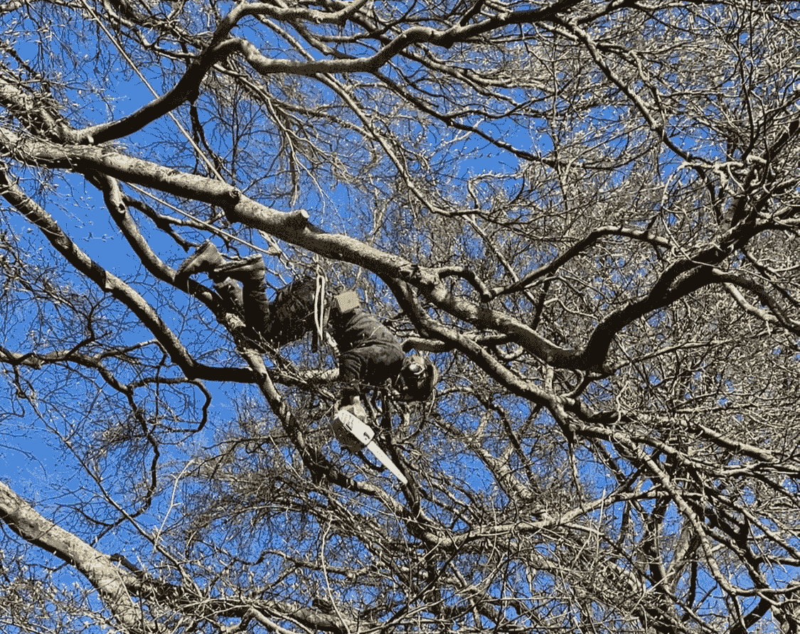 We connect local residents with tree surgeons who provide free firewood, helping you stay warm while supporting sustainable practices. Free Firewood What We Offer this is where people located within 30 miles of fakenham, norfolk, uk can submit their details to receive free fire wood and woodchip from tree surgeons We connect local residents with tree surgeons who provide free firewood, helping you stay warm while supporting sustainable practices. Free Firewood What We Offer this is where people located within 30 miles of fakenham, norfolk, uk can submit their details to receive free fire wood and woodchip from tree surgeons