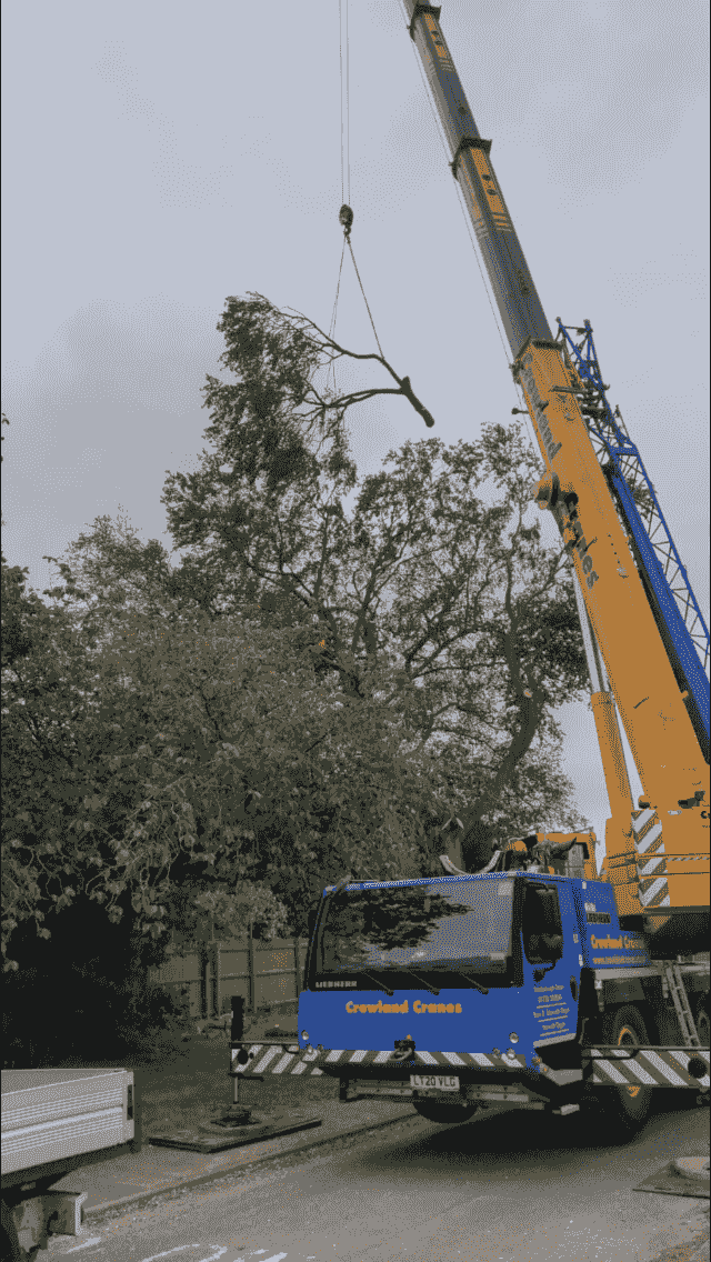 Tree removal in Norfolk using crowland cranes to dismantle beech tree Tree removal in Norfolk using crowland cranes to dismantle beech tree