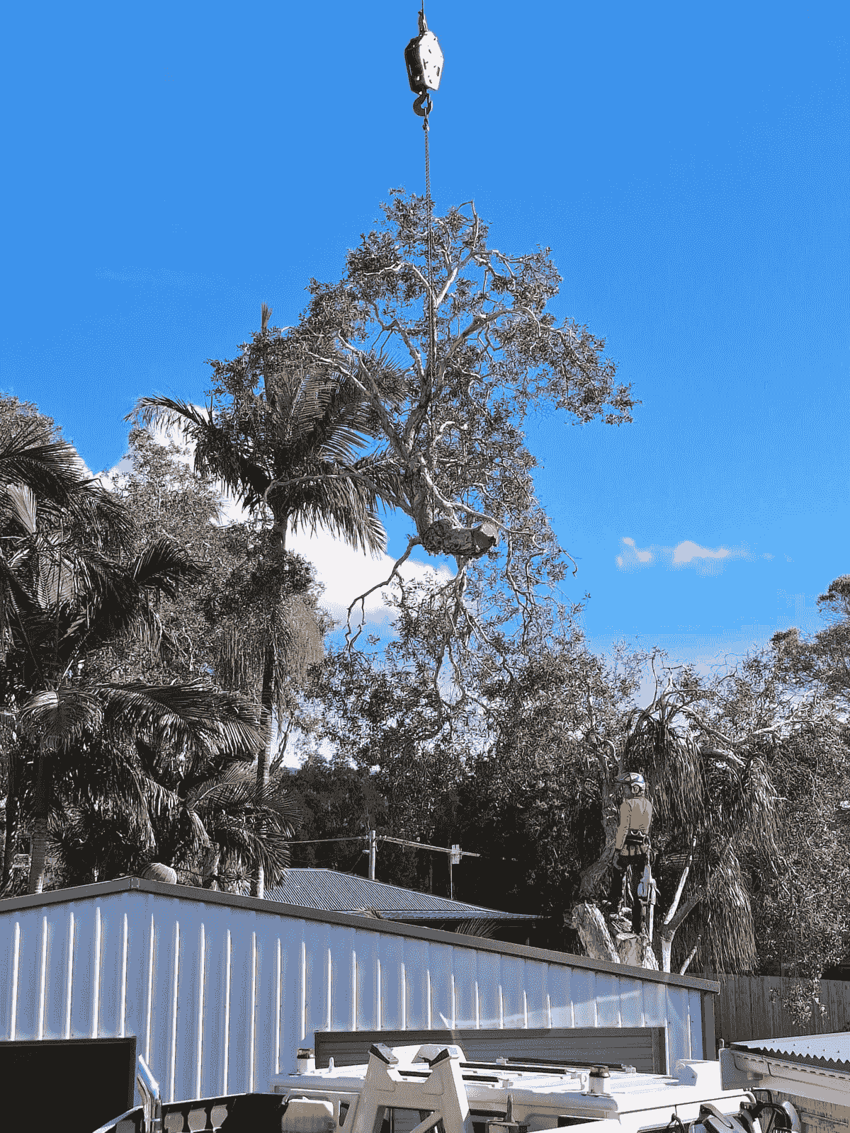 arborist removing a tree using a crane arborist removing a tree using a crane