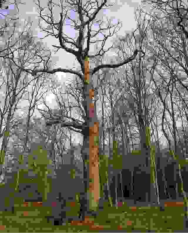 making a dead oak tree safe in norfolk and retaining for habitat making a dead oak tree safe in norfolk and retaining for habitat