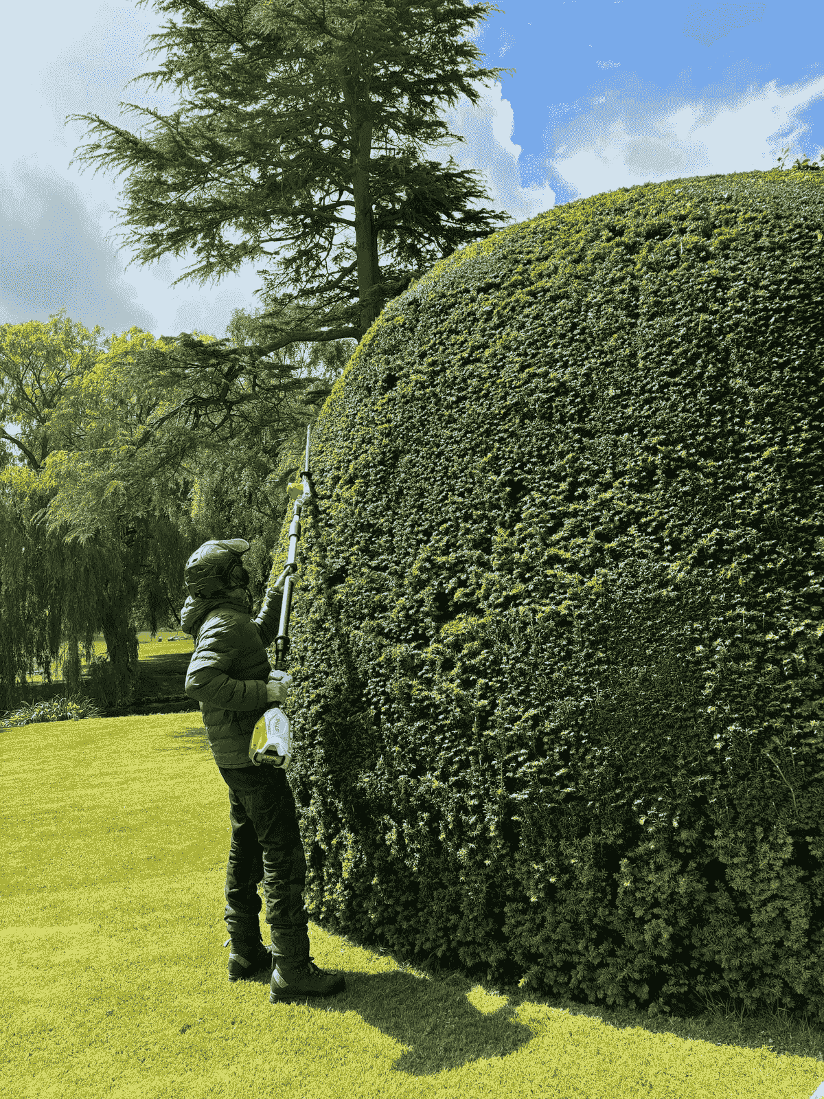 hedge trimming a yew in norfolk hedge trimming a yew in norfolk