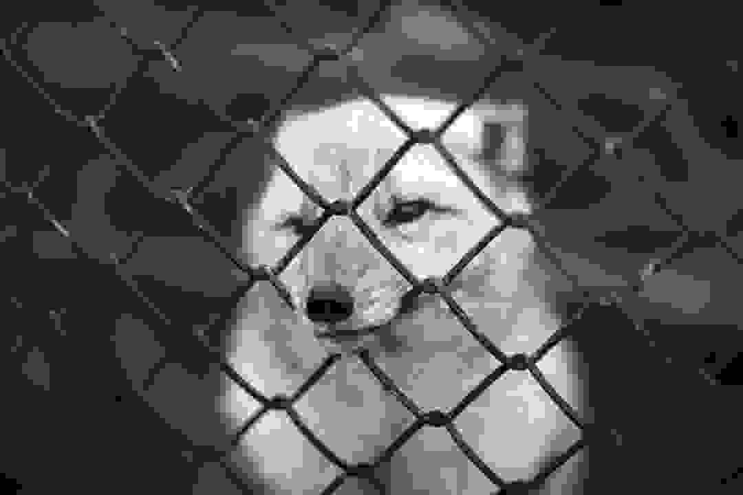 broken image