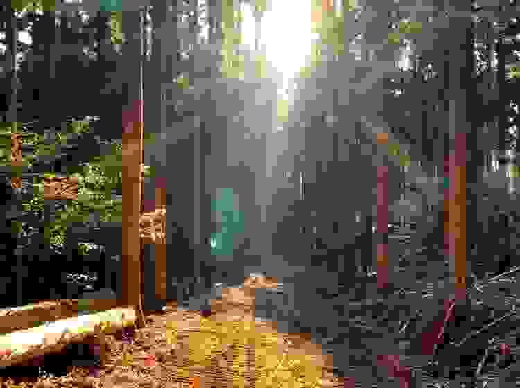 SE Forest　路網整備