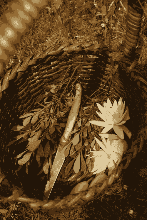 A photo of a branch of common sage leaves with their dark, furry leaves pointing downwards and dark foliage in the background.