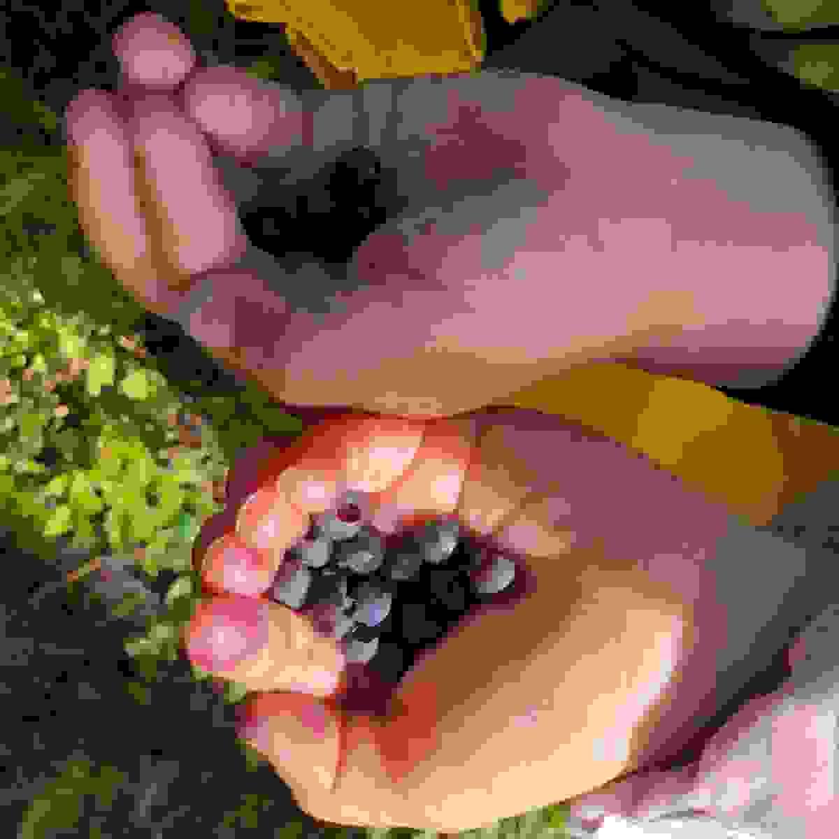 Sapere ruokakasvatus lapsille aistiharjoitus Sapere ruokakasvatus lapsille aistiharjoitus