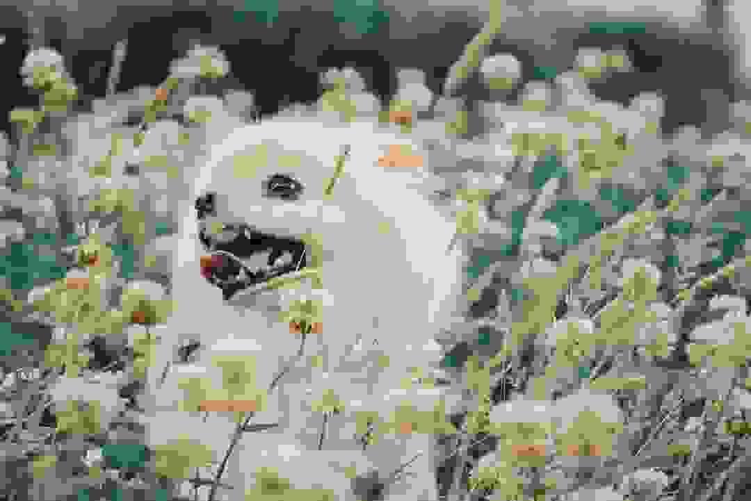 broken image