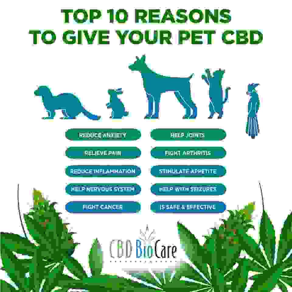 Explore our unique blends of cannabinoids that combine the best properties of CBD, THC, and other beneficial compounds. Our formulations are designed to target specific needs, whether it’s for pain relief, stress reduction, or overall wellness. Dive into our innovative range and find your perfect blend. Innovative Cannabinoid Blends What We Offer Cannabis CBD, THC, & Other Cannabinoid Products! Explore our unique blends of cannabinoids that combine the best properties of CBD, THC, and other beneficial compounds. Our formulations are designed to target specific needs, whether it’s for pain relief, stress reduction, or overall wellness. Dive into our innovative range and find your perfect blend. Innovative Cannabinoid Blends What We Offer Cannabis CBD, THC, & Other Cannabinoid Products!