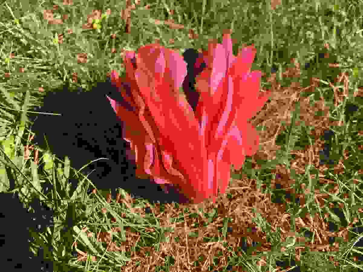 Section image