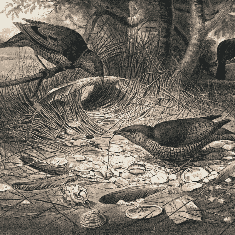 The Satin Boverbird (1861-1867) by Joseph Wolf The Satin Boverbird (1861-1867) by Joseph Wolf