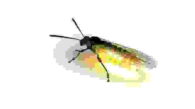 broken image