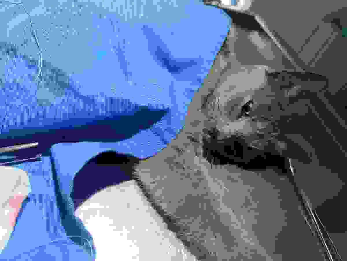 Section image