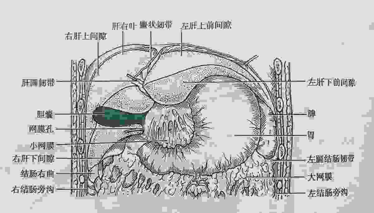 脏腑位置及体表投影简介 - 妈妈中医