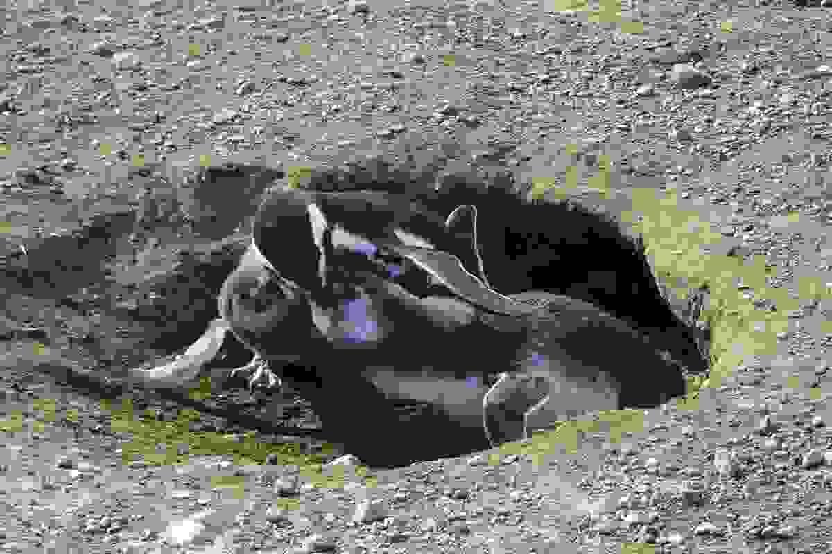 broken image