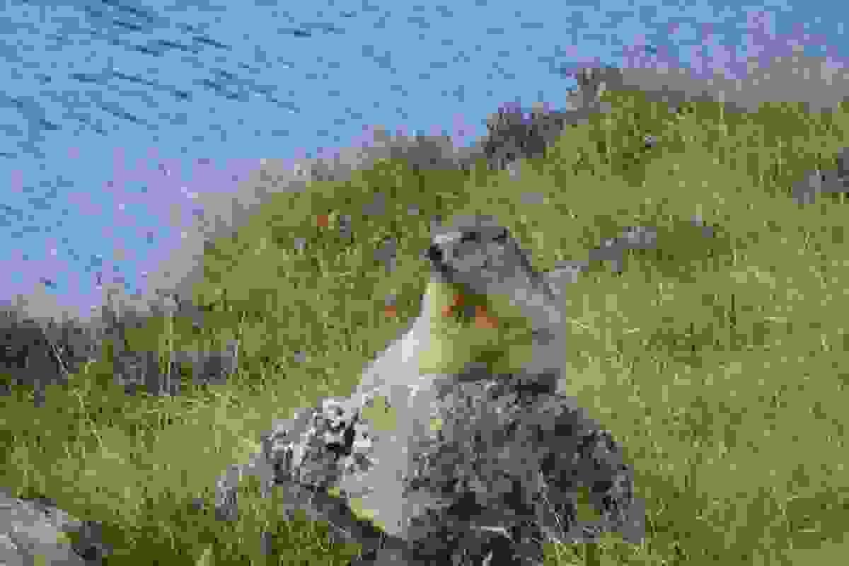 broken image