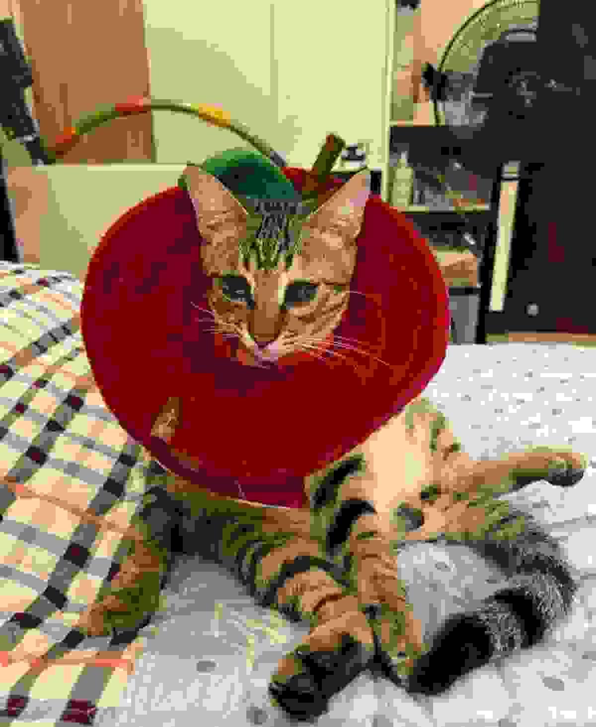 broken image