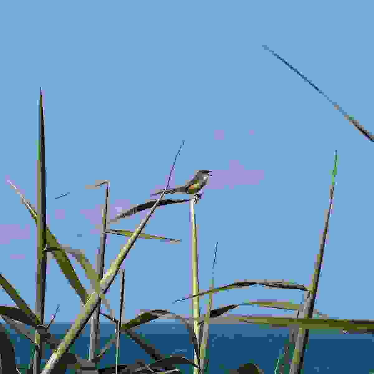 Section image