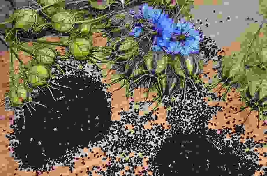 The Doctor's Book of Survival Home Remedies Review How...