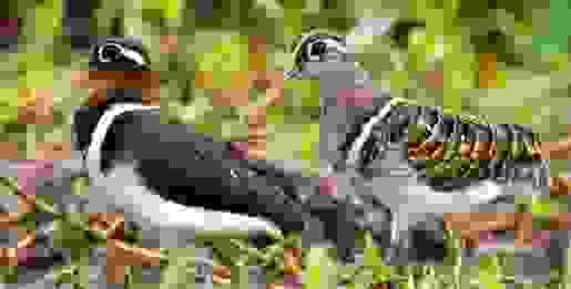 broken image