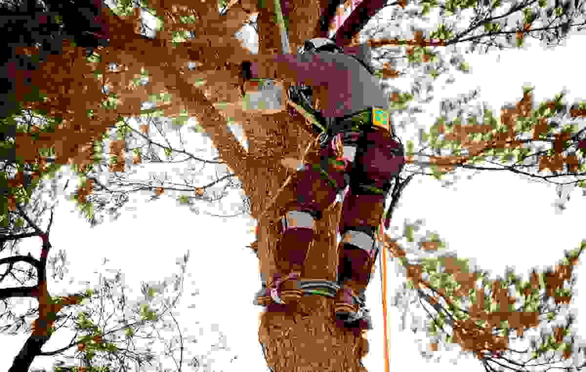 Certified Arborist San Diego 7 Tree Health Tips Only t...