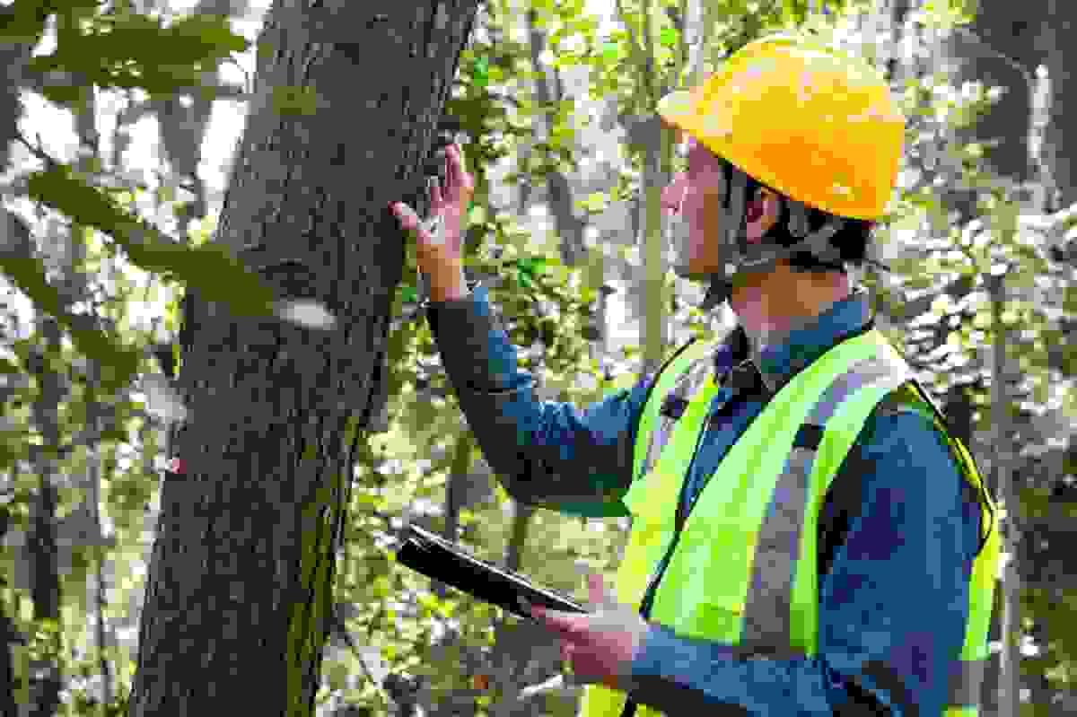 Preventive Care for Your Trees: Why a Health Assessment...