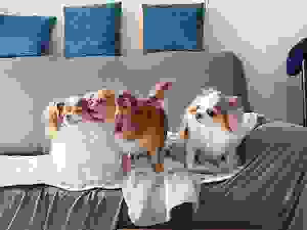 broken image