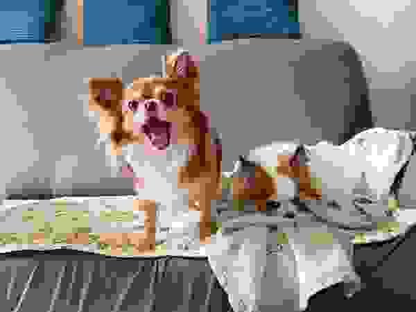broken image