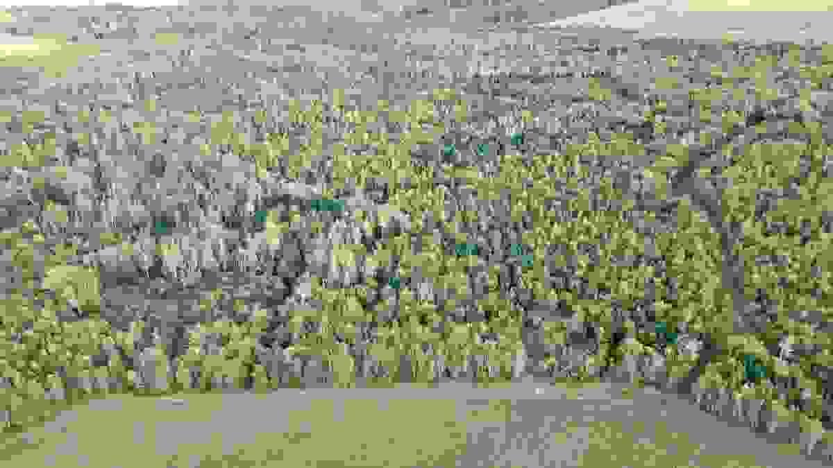 At Sunny Slope Farm Limited, we prioritize the preservation of our natural woodlands. Our conservation efforts focus on maintaining biodiversity, protecting native species, and ensuring the longevity of our forest ecosystems. We engage in responsible practices that uphold the health of our woodlands for future generations. Forest Conservation What We Do Dedicated to the responsible management and conservation of our natural woodlands At Sunny Slope Farm Limited, we prioritize the preservation of our natural woodlands. Our conservation efforts focus on maintaining biodiversity, protecting native species, and ensuring the longevity of our forest ecosystems. We engage in responsible practices that uphold the health of our woodlands for future generations. Forest Conservation What We Do Dedicated to the responsible management and conservation of our natural woodlands