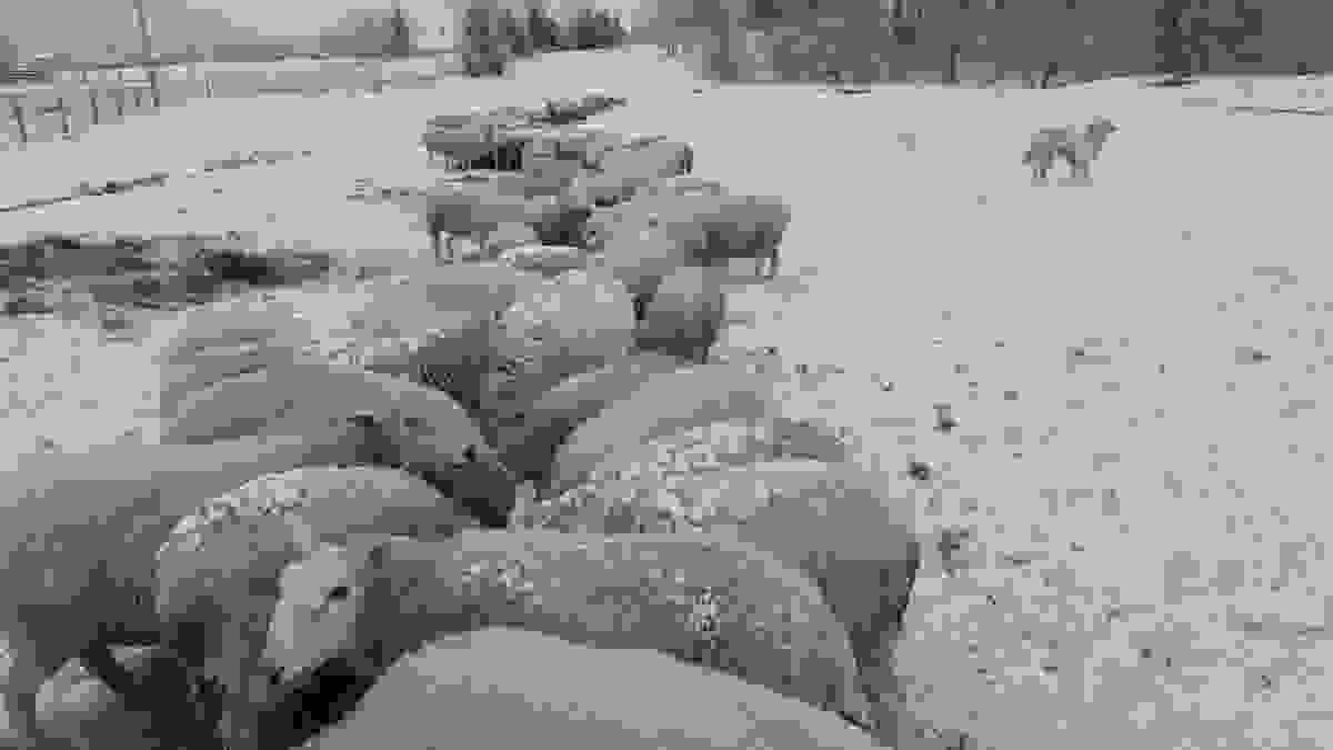 Section image