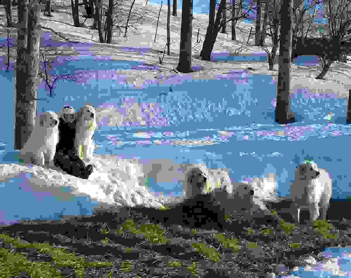 Section image