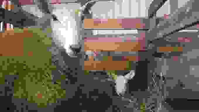 Section image