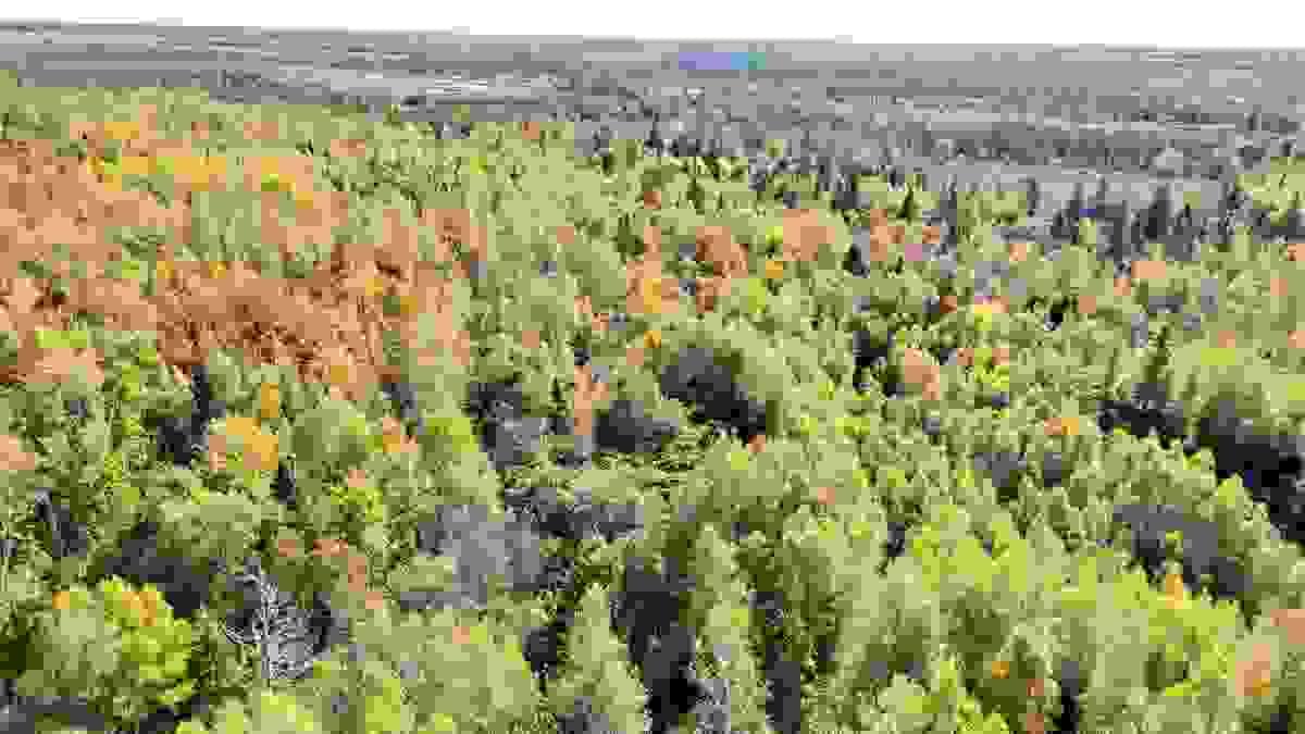 At Sunny Slope Farm Limited, we prioritize the preservation of our natural woodlands. Our conservation efforts focus on maintaining biodiversity, protecting native species, and ensuring the longevity of our forest ecosystems. We engage in responsible practices that uphold the health of our woodlands for future generations. Forest Conservation What We Do Dedicated to the responsible management and conservation of our natural woodlands At Sunny Slope Farm Limited, we prioritize the preservation of our natural woodlands. Our conservation efforts focus on maintaining biodiversity, protecting native species, and ensuring the longevity of our forest ecosystems. We engage in responsible practices that uphold the health of our woodlands for future generations. Forest Conservation What We Do Dedicated to the responsible management and conservation of our natural woodlands